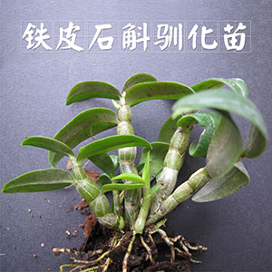 豐之源馴化苗，買(mǎi)3份送一包基質(zhì)
